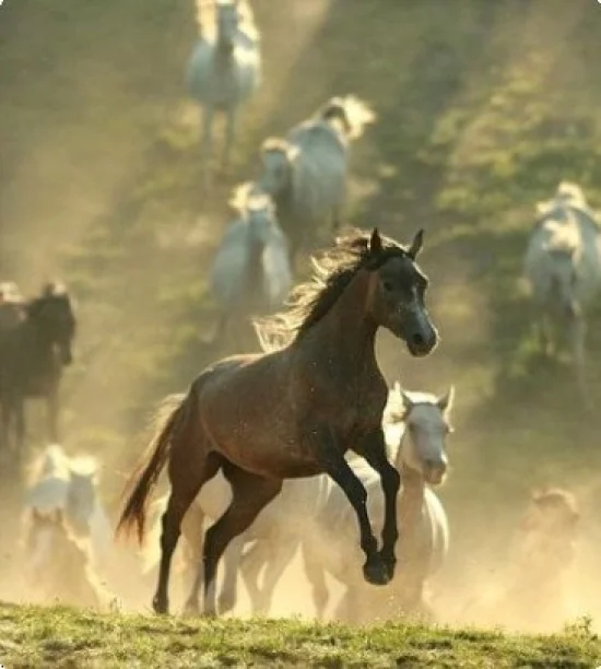 Дамски парфюми Парфюм A358 Синьорина  Елегант